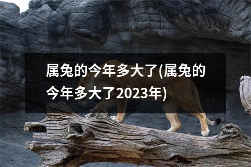 属兔的今年多大了(属兔的今年多大了2023年)