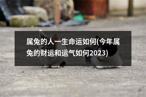 属兔的人一生命运如何(今年属兔的财运和运气如何2023)