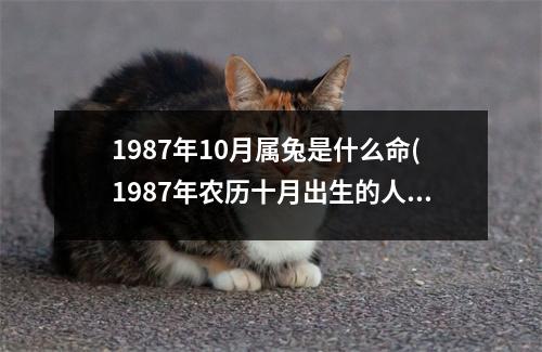 1987年10月属兔是什么命(1987年农历十月出生的人)