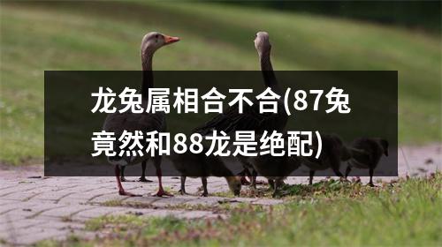 龙兔属相合不合(87兔竟然和88龙是绝配)