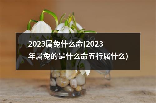 2023属兔什么命(2023年属兔的是什么命五行属什么)