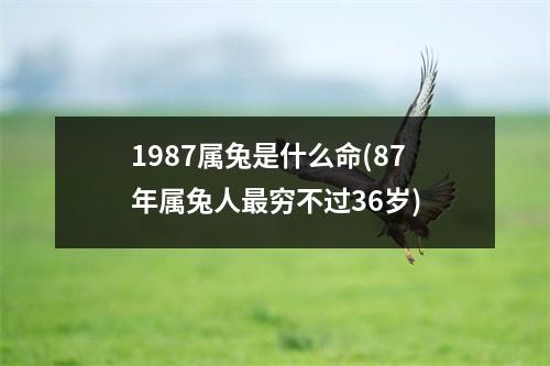 1987属兔是什么命(87年属兔人穷不过36岁)