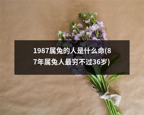 1987属兔的人是什么命(87年属兔人穷不过36岁)