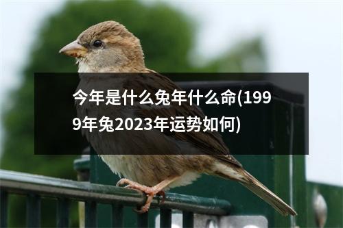 今年是什么兔年什么命(1999年兔2023年运势如何)