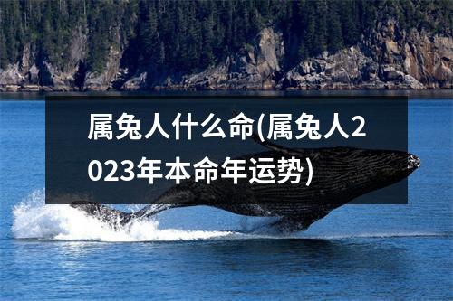 属兔人什么命(属兔人2023年本命年运势)