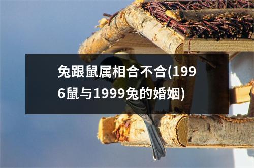 兔跟鼠属相合不合(1996鼠与1999兔的婚姻)