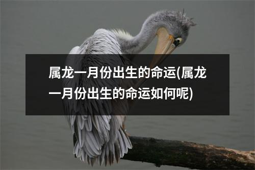 属龙一月份出生的命运(属龙一月份出生的命运如何呢)