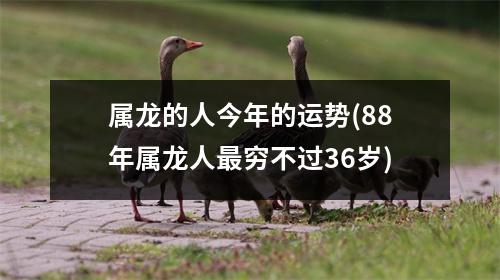 属龙的人今年的运势(88年属龙人穷不过36岁)