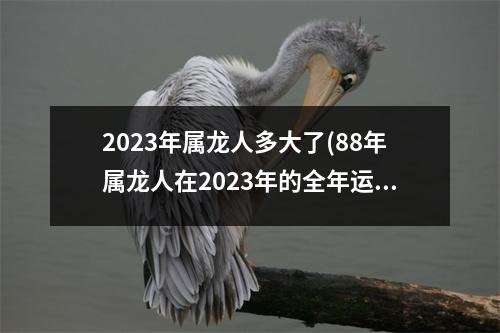 2023年属龙人多大了(88年属龙人在2023年的全年运势)