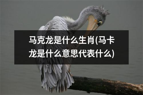 马克龙是什么生肖(马卡龙是什么意思代表什么)