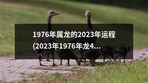 1976年属龙的2023年运程(2023年1976年龙47岁有两喜)