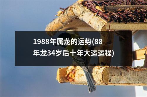 1988年属龙的运势(88年龙34岁后十年大运运程)