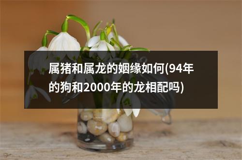 属猪和属龙的姻缘如何(94年的狗和2000年的龙相配吗)