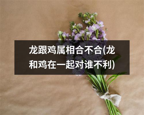 龙跟鸡属相合不合(龙和鸡在一起对谁不利)