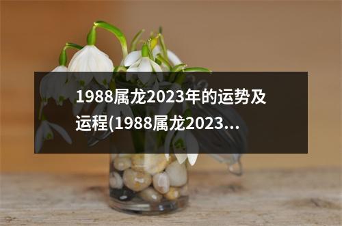 1988属龙2023年的运势及运程(1988属龙2023年的运势及运程1978)