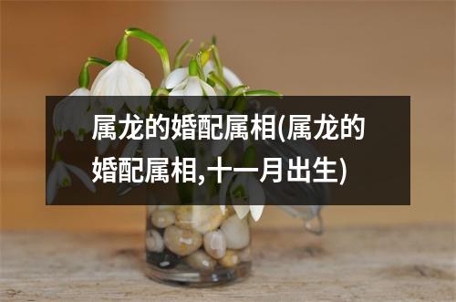 属龙的婚配属相(属龙的婚配属相,十一月出生)