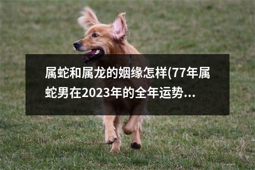 属蛇和属龙的姻缘怎样(77年属蛇男在2023年的全年运势)