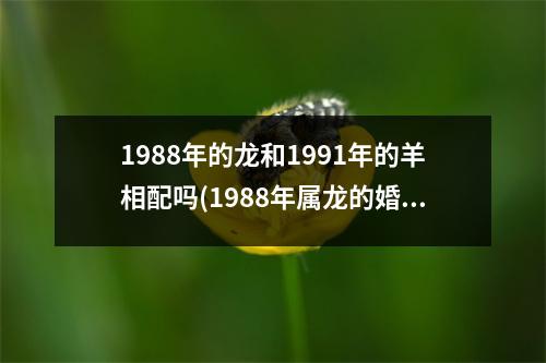 1988年的龙和1991年的羊相配吗(1988年属龙的婚姻配对)