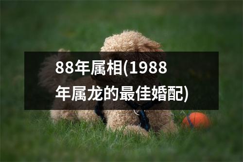 88年属相(1988年属龙的佳婚配)