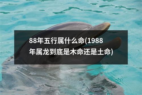 88年五行属什么命(1988年属龙到底是木命还是土命)