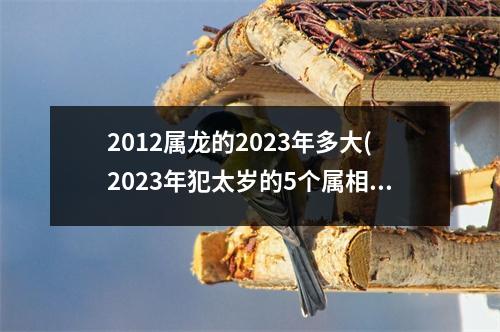 2012属龙的2023年多大(2023年犯太岁的5个属相)