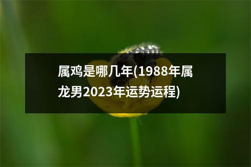 属鸡是哪几年(1988年属龙男2023年运势运程)