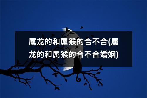 属龙的和属猴的合不合(属龙的和属猴的合不合婚姻)