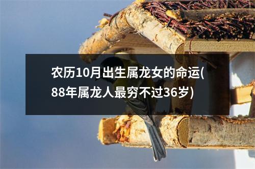 农历10月出生属龙女的命运(88年属龙人穷不过36岁)