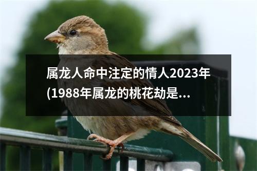 属龙人命中注定的情人2023年(1988年属龙的桃花劫是谁)