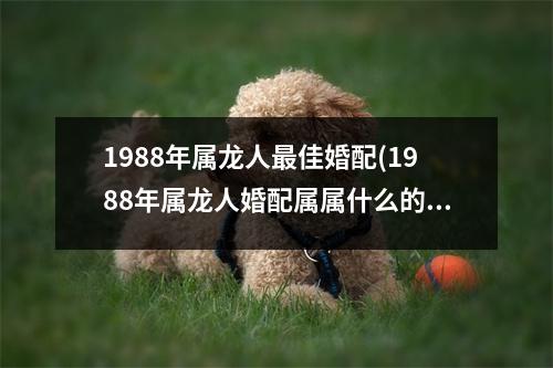 1988年属龙人佳婚配(1988年属龙人婚配属属什么的好)