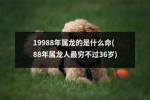 19988年属龙的是什么命(88年属龙人穷不过36岁)