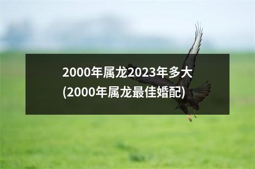 2000年属龙2023年多大(2000年属龙佳婚配)