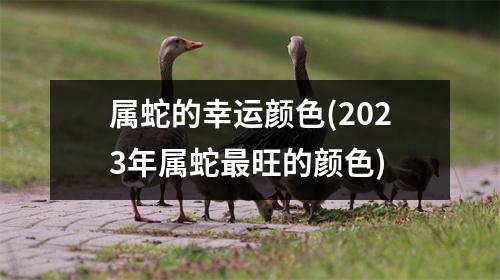 属蛇的幸运颜色(2023年属蛇旺的颜色)