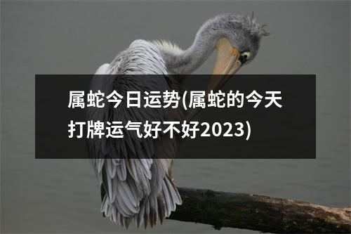 属蛇今日运势(属蛇的今天打牌运气好不好2023)