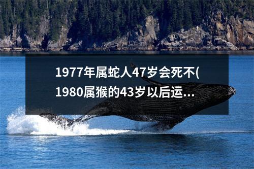 1977年属蛇人47岁会死不(1980属猴的43岁以后运气)