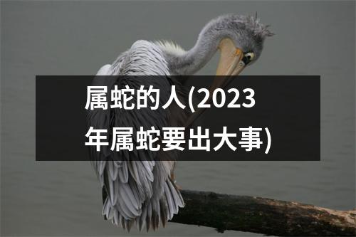 属蛇的人(2023年属蛇要出大事)