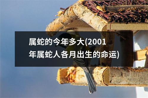 属蛇的今年多大(2001年属蛇人各月出生的命运)