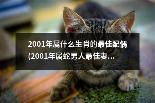 2001年属什么生肖的佳配偶(2001年属蛇男人佳妻子婚配)