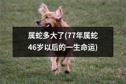 属蛇多大了(77年属蛇46岁以后的一生命运)