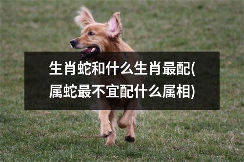 生肖蛇和什么生肖配(属蛇不宜配什么属相)