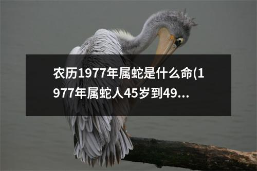 农历1977年属蛇是什么命(1977年属蛇人45岁到49岁运程)