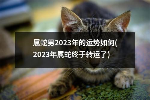 属蛇男2023年的运势如何(2023年属蛇终于转运了)