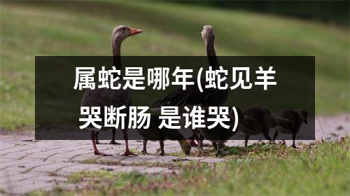 属蛇是哪年(蛇见羊 哭断肠 是谁哭)