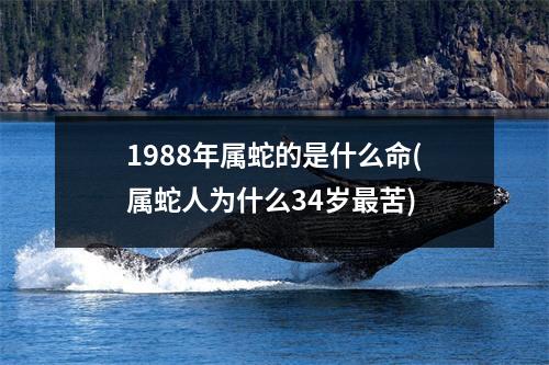 1988年属蛇的是什么命(属蛇人为什么34岁苦)