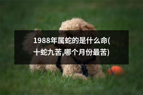 1988年属蛇的是什么命(十蛇九苦,哪个月份苦)