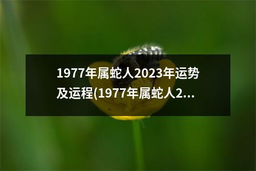 1977年属蛇人2023年运势及运程(1977年属蛇人2023年全年运势男)