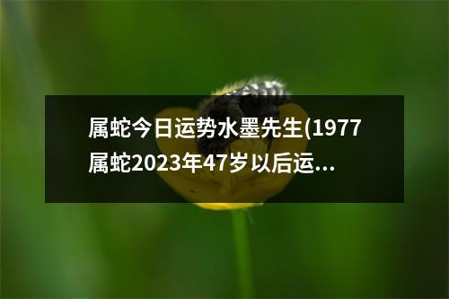 属蛇今日运势水墨先生(1977属蛇2023年47岁以后运气)