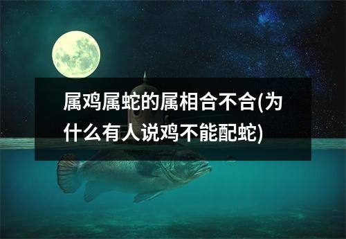 属鸡属蛇的属相合不合(为什么有人说鸡不能配蛇)