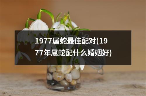 1977属蛇佳配对(1977年属蛇配什么婚姻好)