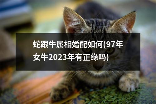 蛇跟牛属相婚配如何(97年女牛2023年有正缘吗)